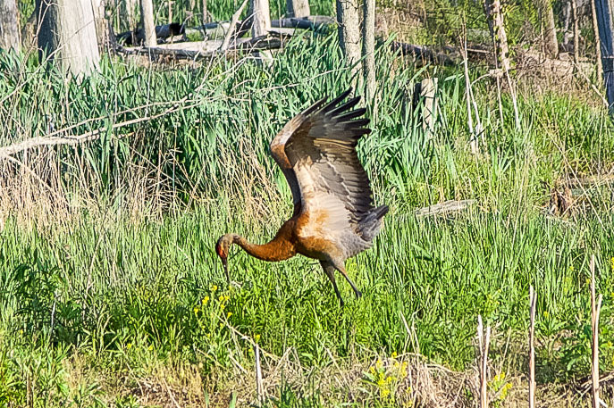 Bird Watching in the Great Marsh - May 22, 2026