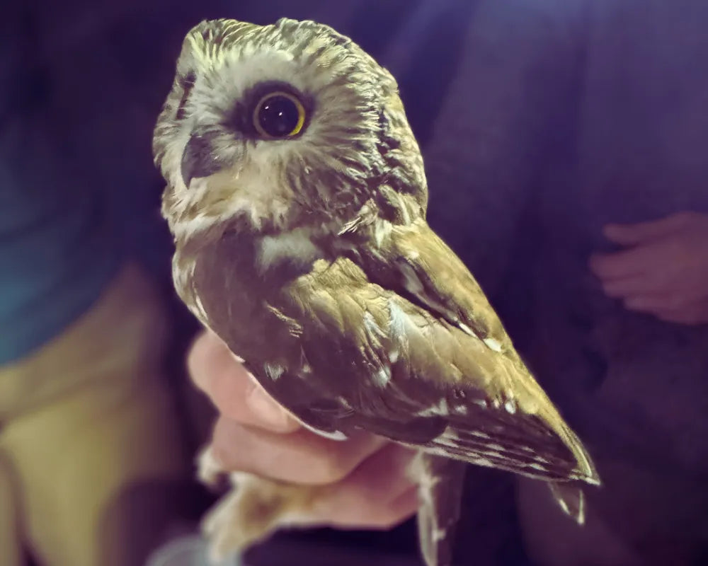 Owl Banding with Indiana Audubon - June 22