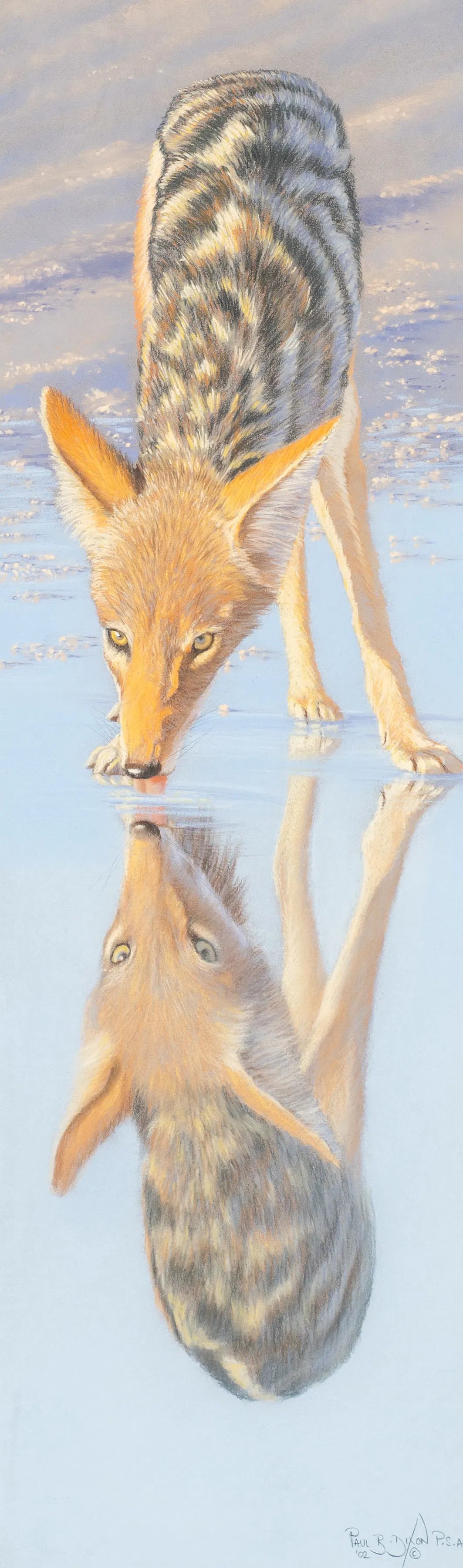 Black-backed Jackal, Pastel by Paul Dixon
