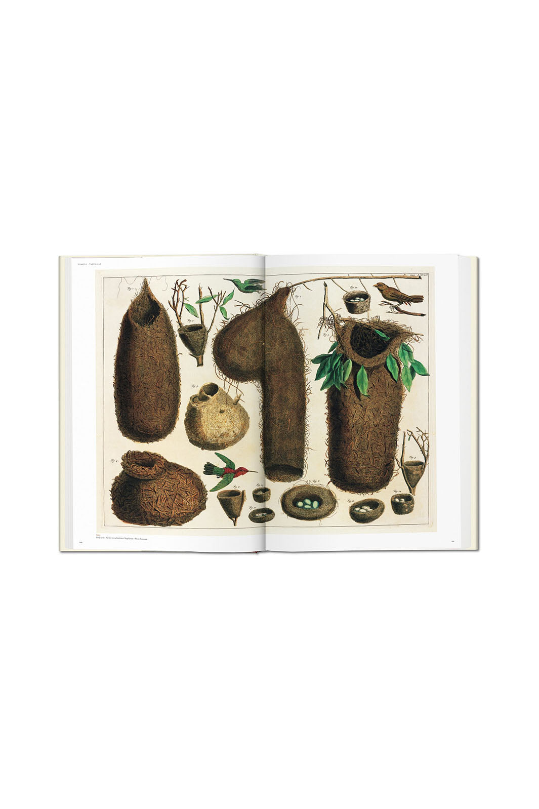 Seba. Cabinet of Natural Curiosities