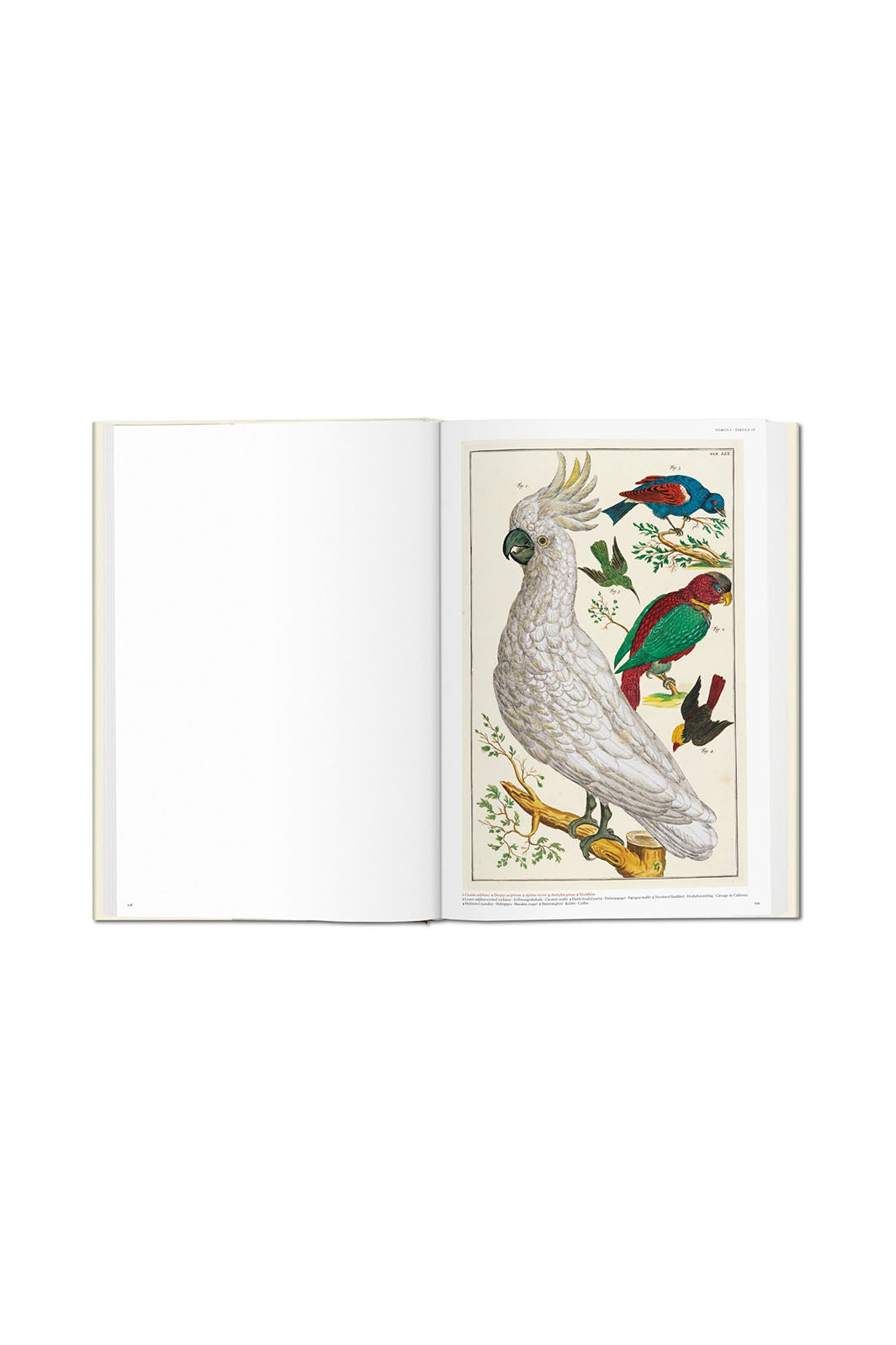 Seba. Cabinet of Natural Curiosities